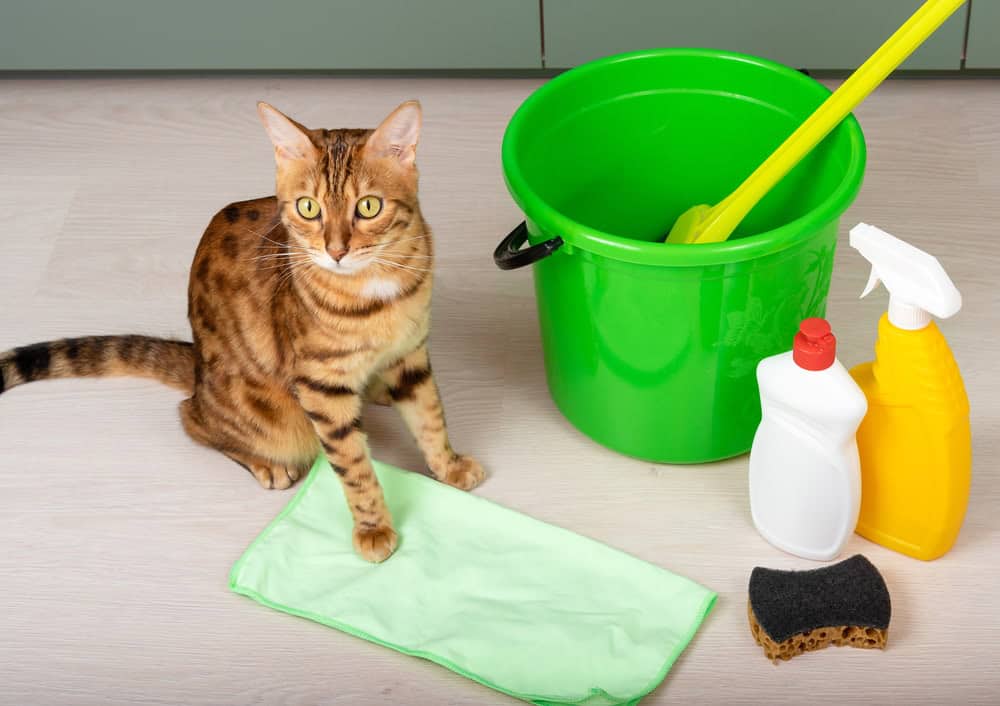 excellent residential maid services near me in Youngsville