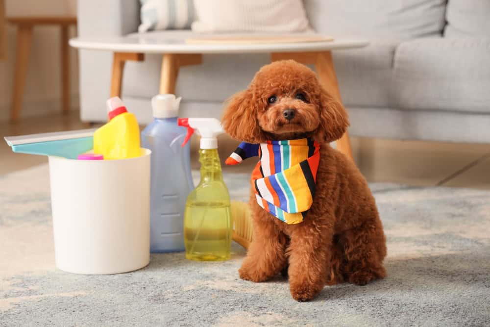 dependable maid service near me in Baton Rouge, LA